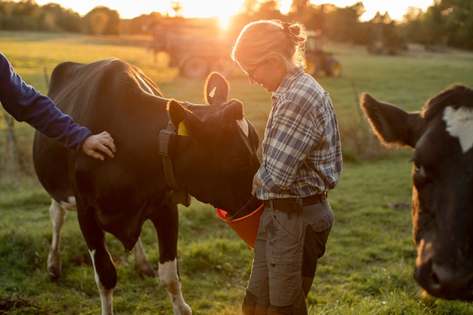 Woman feeding cattle