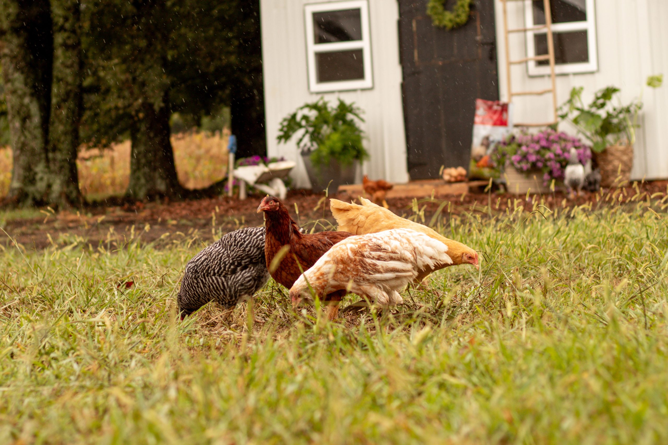 Chickens grazing in field outside of a chicken coop.